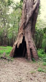 Trees in the forest