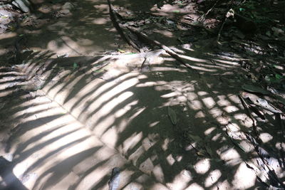 High angle view of trees in forest