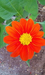 Close-up of orange flower blooming outdoors