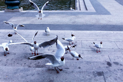 Flock of pigeons on footpath