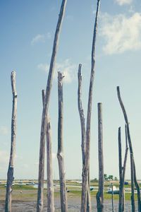 Tall grass on field against blue sky