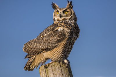 Low angle view of  horned owl perching against clear blue sky