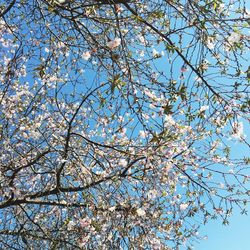Low angle view of tree against blue sky