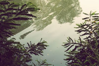 Reflection of palm trees in water