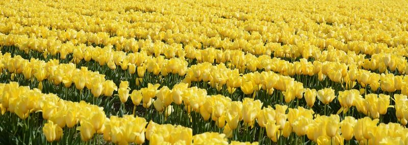 Full frame shot of yellow flowers growing in field