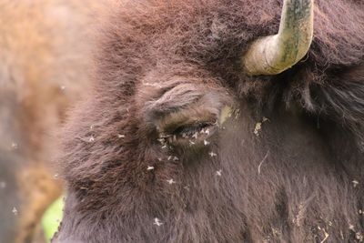 Close-up of an animal