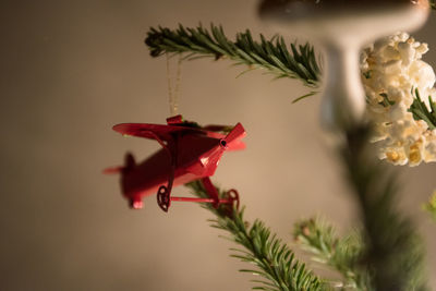 Close-up of christmas plant