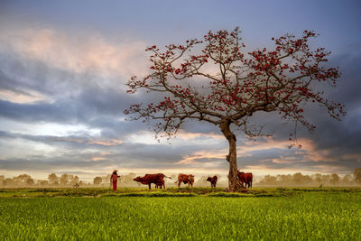 Horses on field against sky