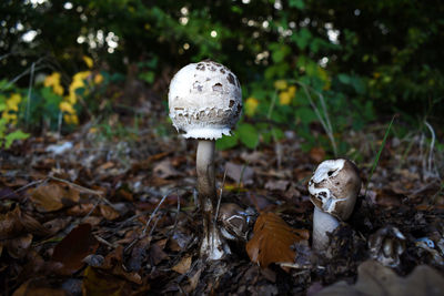 Close-up of mushroom growing on field