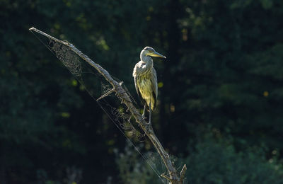 View of bird perching on tree