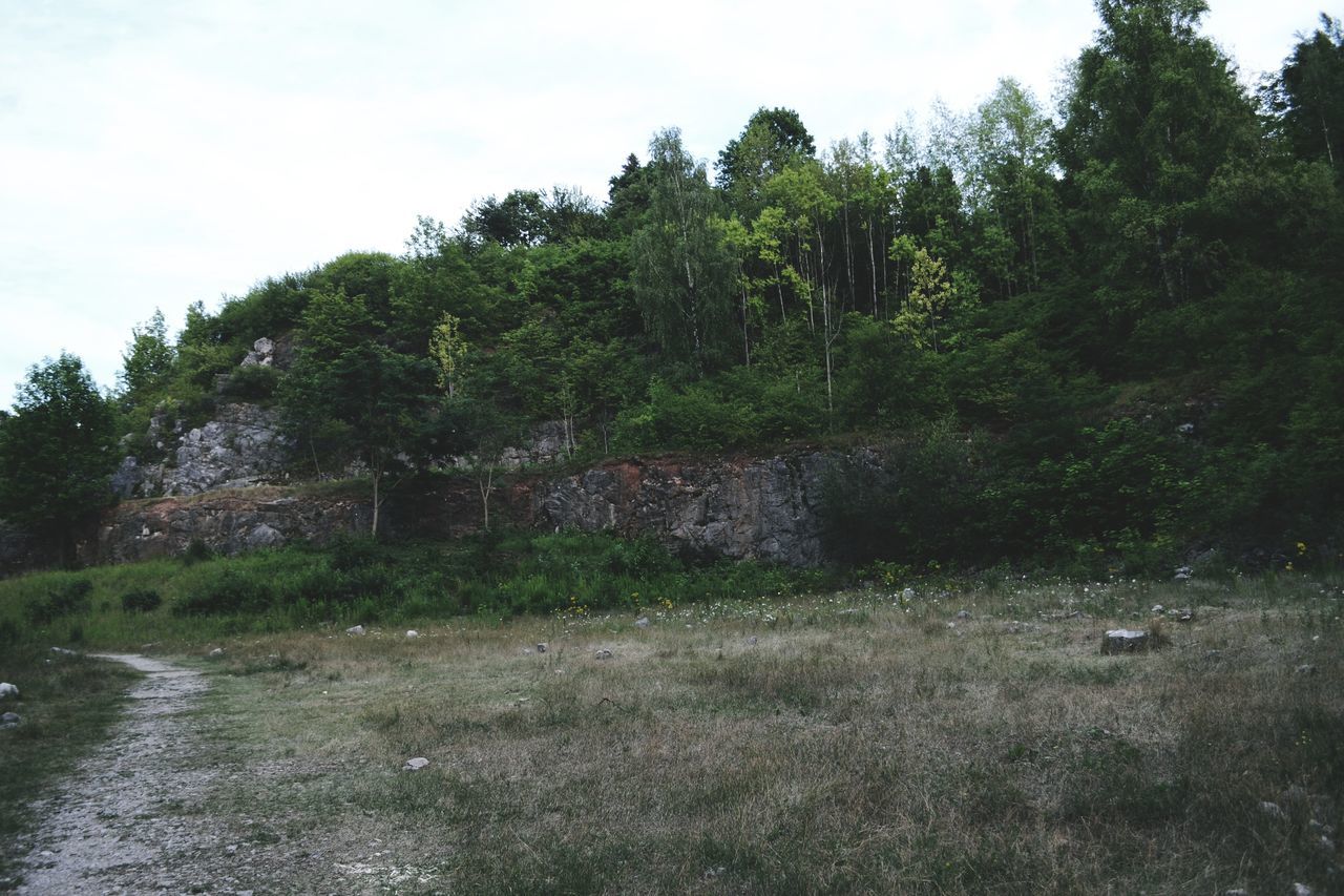 tree, growth, forest, landscape, nature, grass, no people, sky, outdoors, day