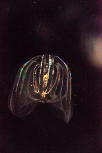 Close-up of jellyfish against black background