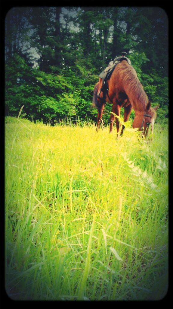 animal themes, grass, mammal, transfer print, one animal, domestic animals, field, auto post production filter, grassy, growth, nature, green color, plant, pets, tree, standing, landscape, side view, full length, grazing