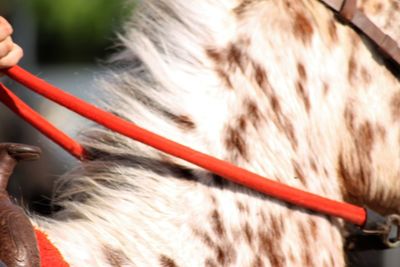 Close-up of a cat