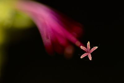 Close-up of pink rose flower against black background