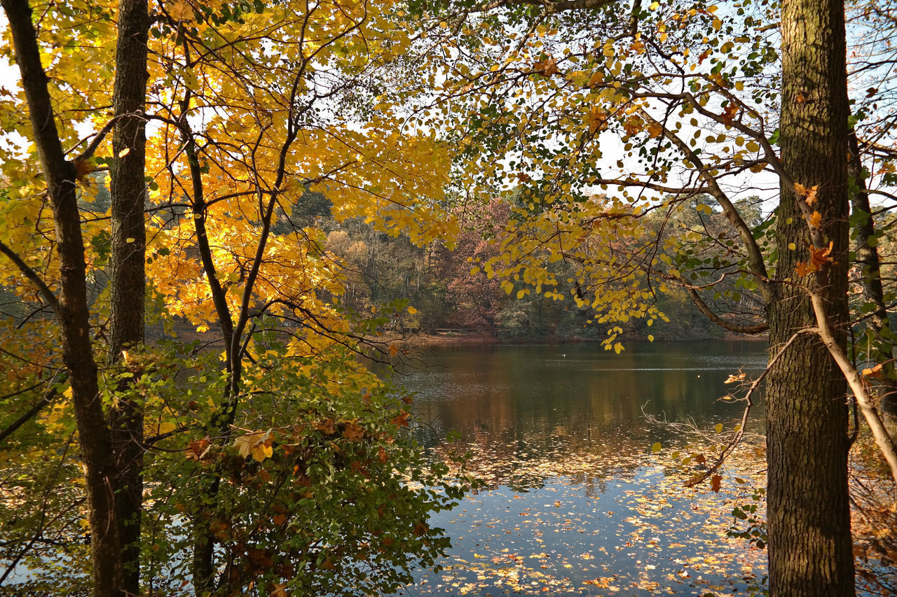 SCENIC VIEW OF LAKE BY TREES IN FOREST