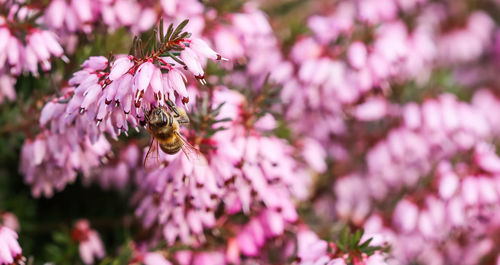 Close-up of bee pollinating on pink flower