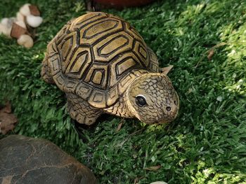 Close-up of a turtle on grass