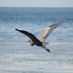 Close-up of bird flying over sea against sky