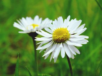 Close-up of white flower blooming outdoors