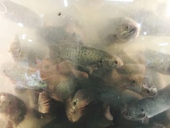 Close-up of turtle swimming in water