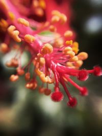 Close-up of red flowers