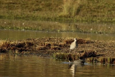 Bird drinking water