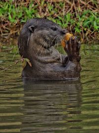 A smooth coated otter enjoying his catch in the pond.