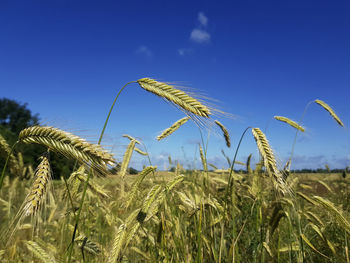 Close-up of crops growing on field against sky