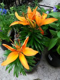 Close-up of yellow flowers