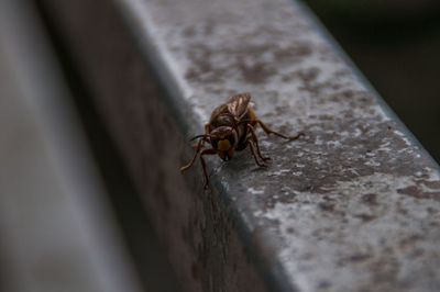 Close-up of insect