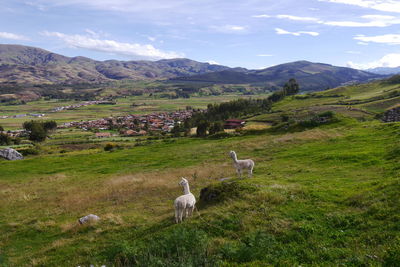 View of sheep on landscape