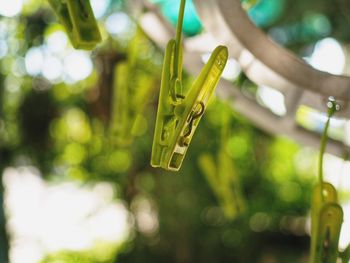 Close-up of leaf hanging on wood