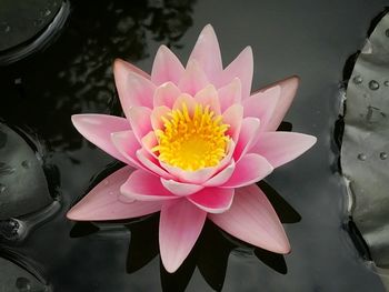 Close-up of lotus water lily in pond