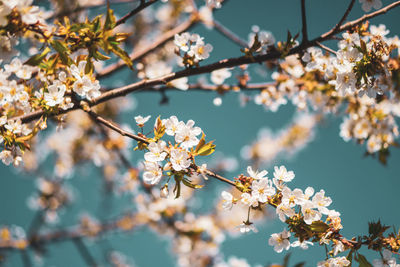 Close-up of cherry blossoms in spring