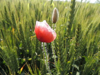 Close-up of fresh red plants