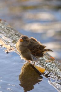 Sparrow perching on wet surrounding wall of canal