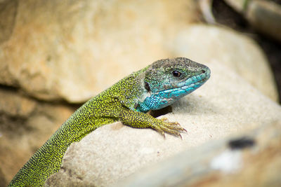 Close-up of lizard on rock