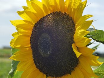 Close-up of sunflower blooming against sky