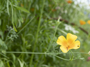 Close-up of yellow flowering plant on field