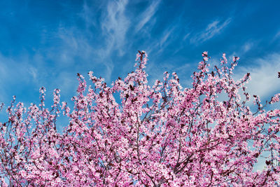 Low angle view of pink flowering plants against blue sky