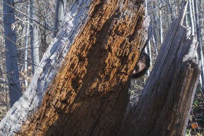 Close-up of lizard on tree trunk in forest