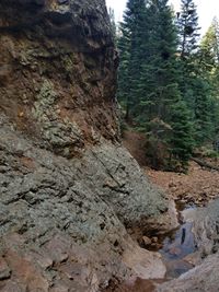 View of tree mountain against sky