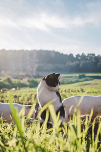 Cat in a field