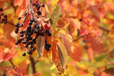 Close-up of insect on orange flower