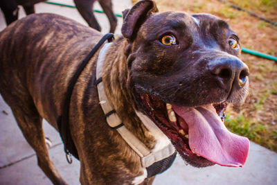 Close-up of a dog