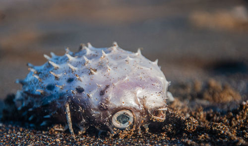 Close-up of jellyfish on beach