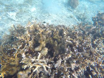 View of fish swimming underwater