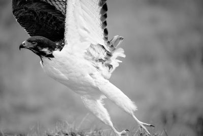 Close-up of bird