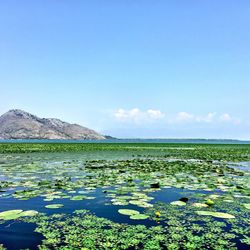 Scenic view of lake against blue sky